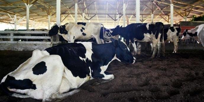 Agronegócio: Sauditas suspendem frigoríficos no Brasil após casos de 'vaca louca'