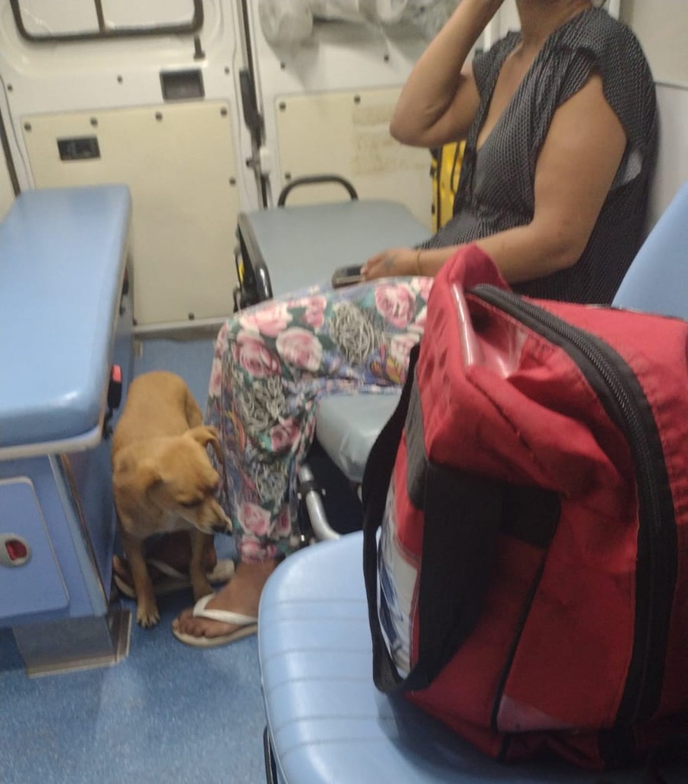 Cachorro entra em ambulância com dona e a aguarda sair na porta do hospital em SC