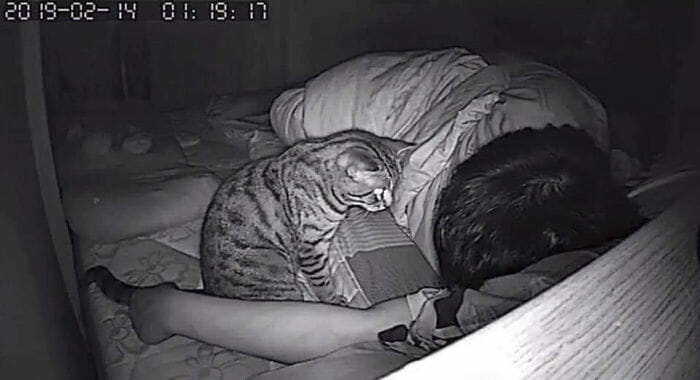 O Gato Encara o Dono a Noite Toda. O Dono Verifica o vídeo e Descobre o Porquê