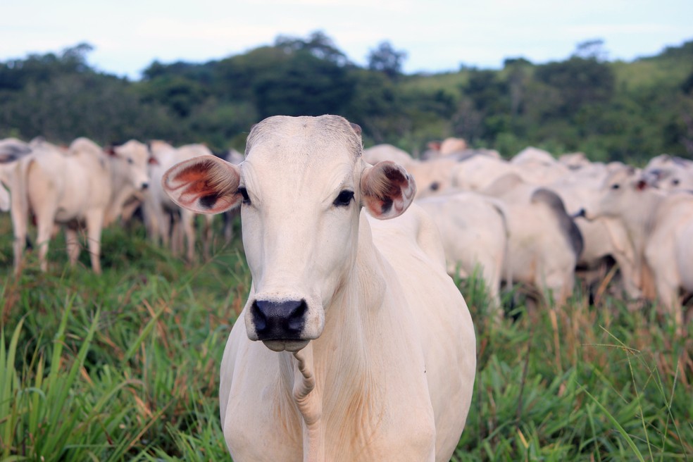 Crise: EUA debatem lei que pode barrar carne e couro do Brasil