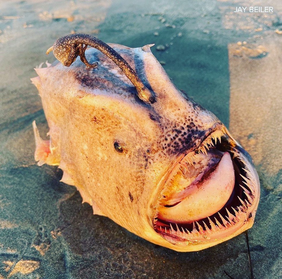 Peixe 'monstro' raro é flagrado em praia da Califórnia