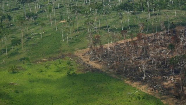 Desmatamento na Amazônia cai 19% em novembro; confira