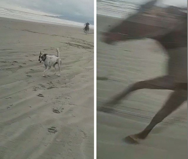Corrida entre cavalos e motos mata cachorro e fere mulher em praia de SP