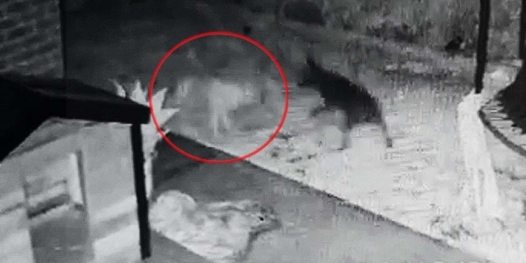 Câmera de vigilância flagra cachorro brincando com cachorro fantasma; video