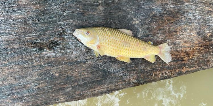 Comunidade quilombola faz alerta para morte de peixes em igarapé no Pará