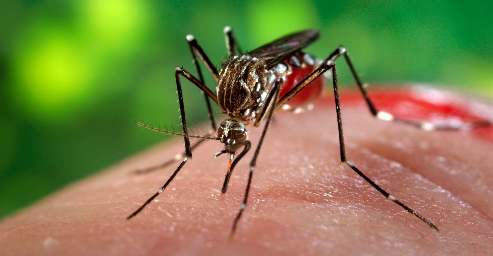 Casos de chikungunya crescem 35% no Brasil