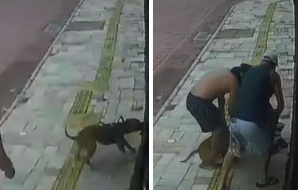 Pitbull ataca vira-lata, e tutor foge sem prestar socorro em SP; assista