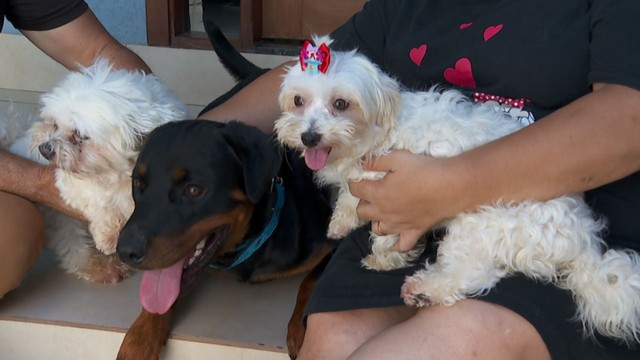Cão herói: Rottweiler salva outros 2 cães de enchente no interior de SP; vídeo