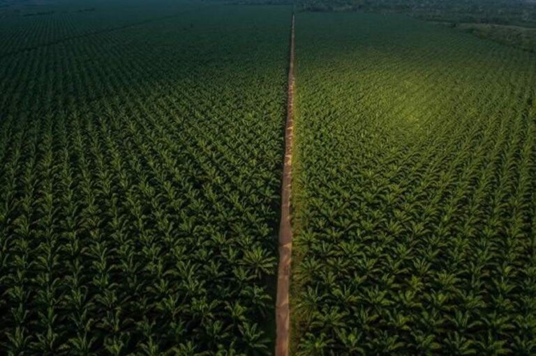 Agropalma isola e intimida quilombolas em Tailândia, no Pará