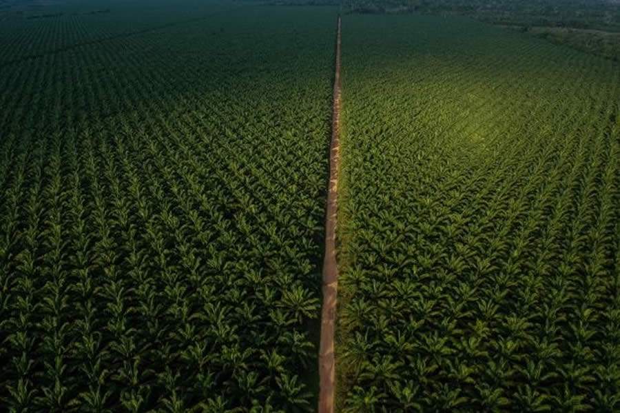 Agropalma isola e intimida quilombolas em Tailândia, no Pará