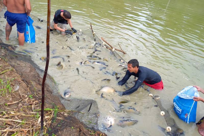 No Marajó, Crédito rural incentiva criação de peixe com apoio da Emater