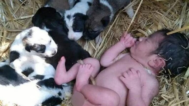 Cachorro cuida de bebê recém-nascido abandonado na Índia