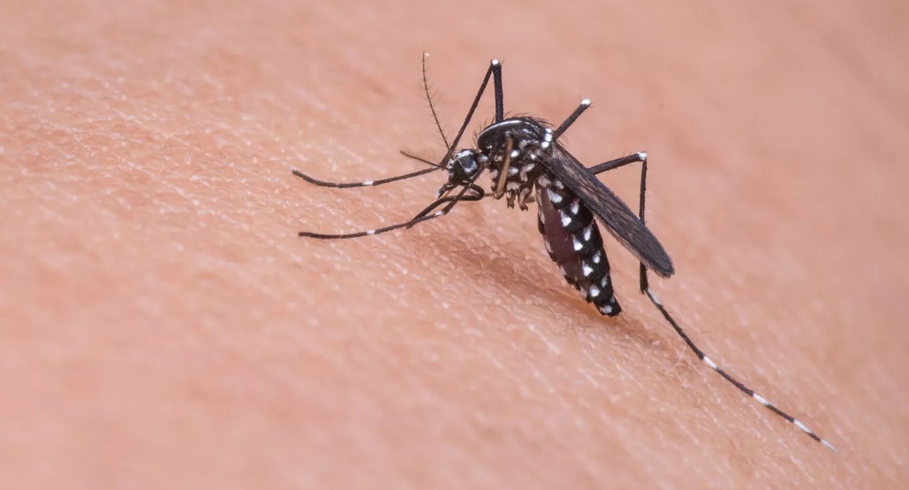 Saúde: Brasil se aproxima de 1 milhão de casos por dengue em 2024 O Brasil registrou 184 mortes causadas por dengue e outras 609