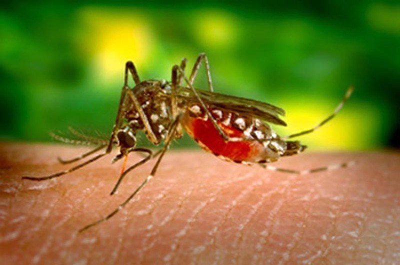 Saúde: Com mais de 1 milhão de casos, Brasil faz 'Dia D' contra dengue Com mais de 1 milhão de casos de dengue no Brasil, o governo federal