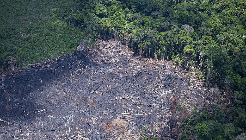 Alertas de desmatamento em janeiro de 2023 na Amazônia Legal foi de 167 km², a quarta menor marca para o mês na série histórica do Deter