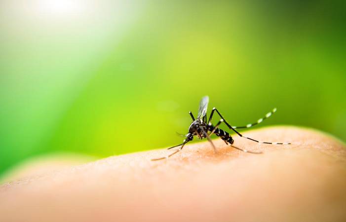 Brasil registra aumento de 113,7% nos casos de dengue