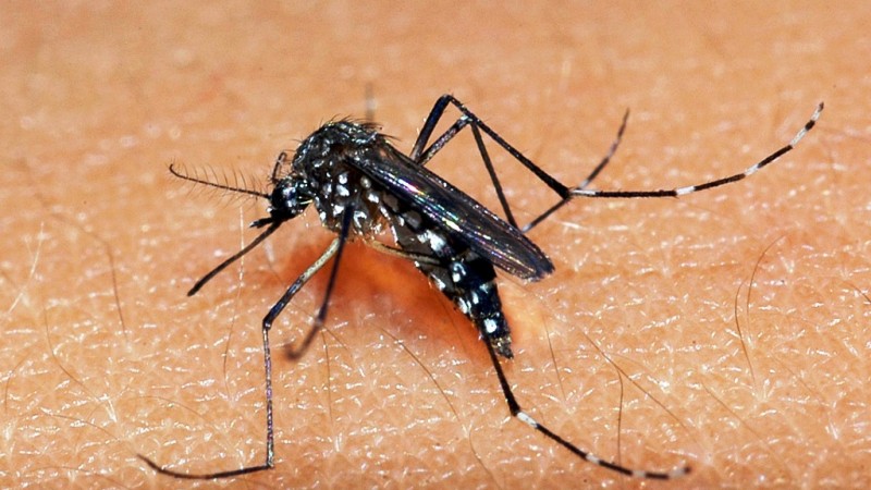 Dengue: Brasil já tem mais do que o dobro de vítimas de 2021