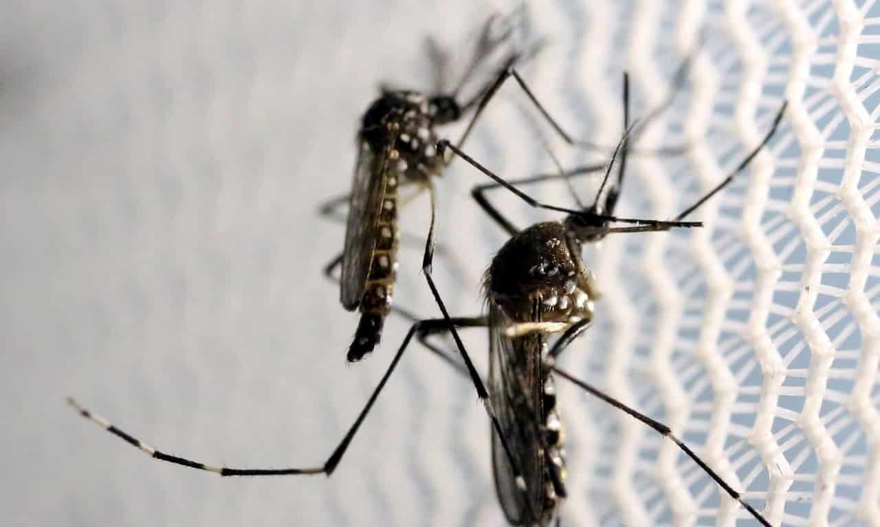 Brasil já registra mais de meio milhão de casos de dengue