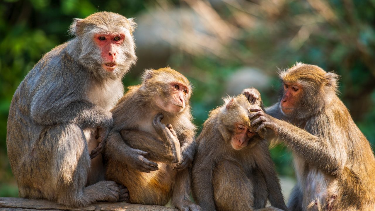 Como é possível se prevenir da varíola dos macacos?