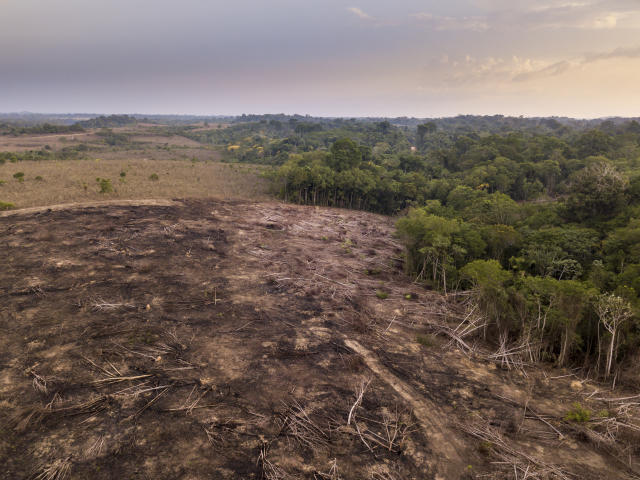 Junho bate recorde de desmatamento ilegal na Amazônia pelo 3º ano