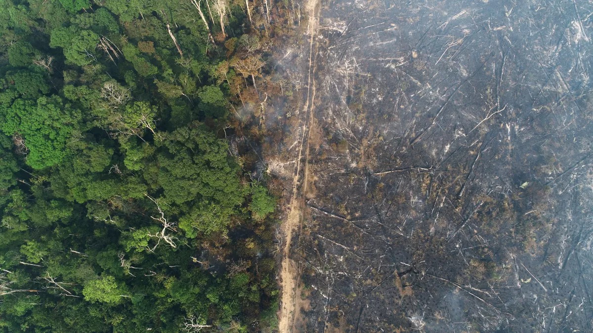 Brasil perde quase um estado do RJ em vegetação em 3 anos