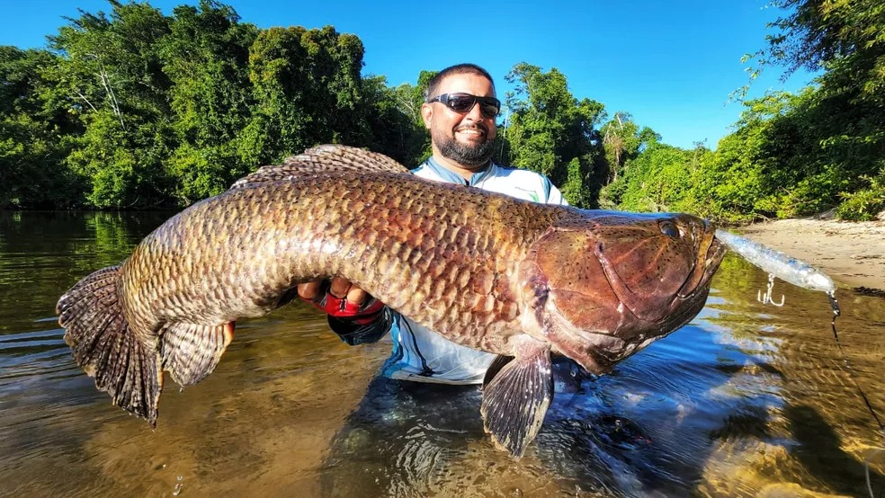 Maior trairão do mundo é pescado em rio no Pará