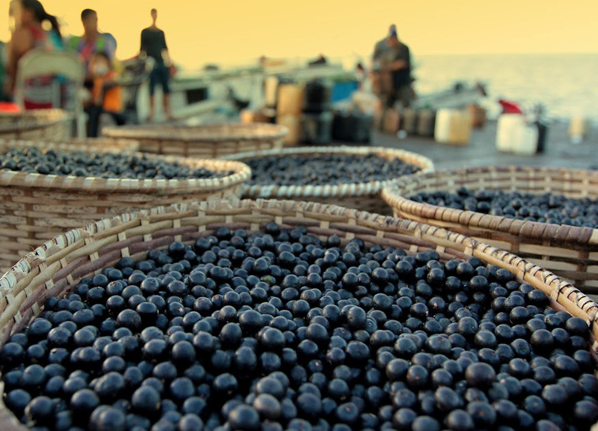 Benefícios do açaí: saiba por que é importante passar a consumir essa fruta