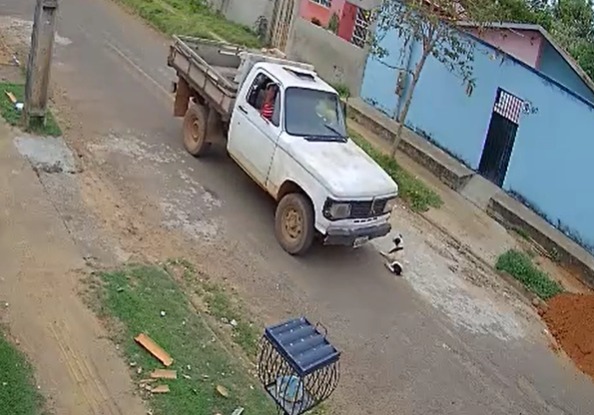 Vídeo: motorista de caminhão atropela cachorro de propósito em Altamira, no Pará