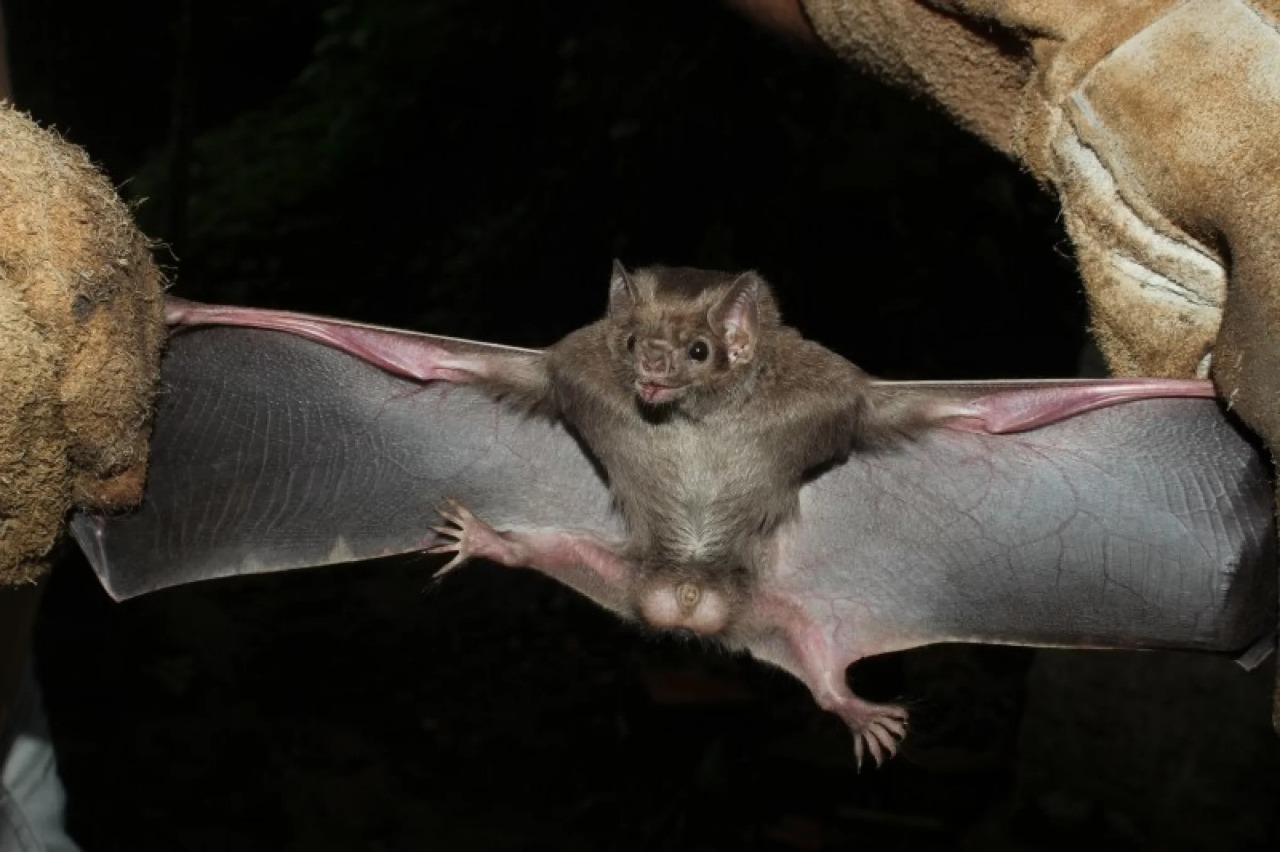 Itaituba registra 18 ataques de morcegos hematófagos