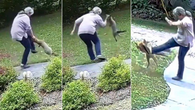Video: Mulher é atacada por raposa raivosa e acaba ferida