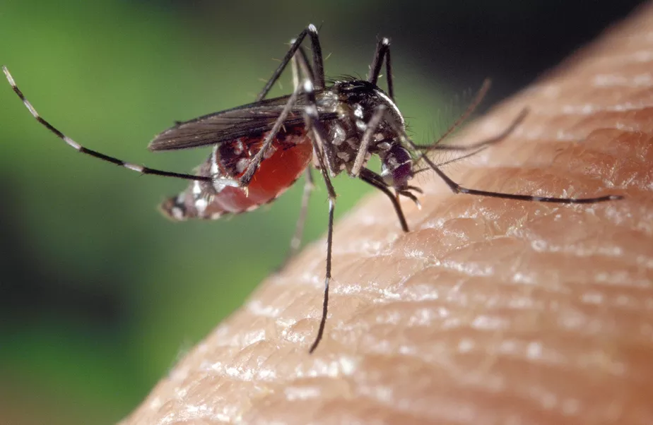 O Brasil registrou o maior número de mortes pela dengue em 2022, mostra o novo boletim epidemiológico sobre arboviroses divulgado