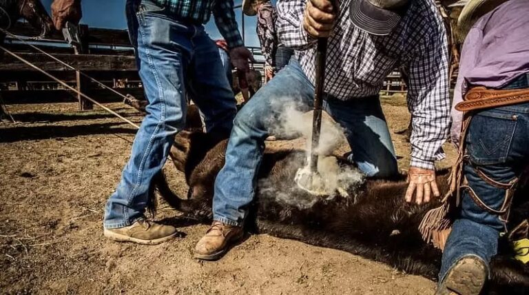 Se aprovada: Marcação em animais a ferro quente será proibida