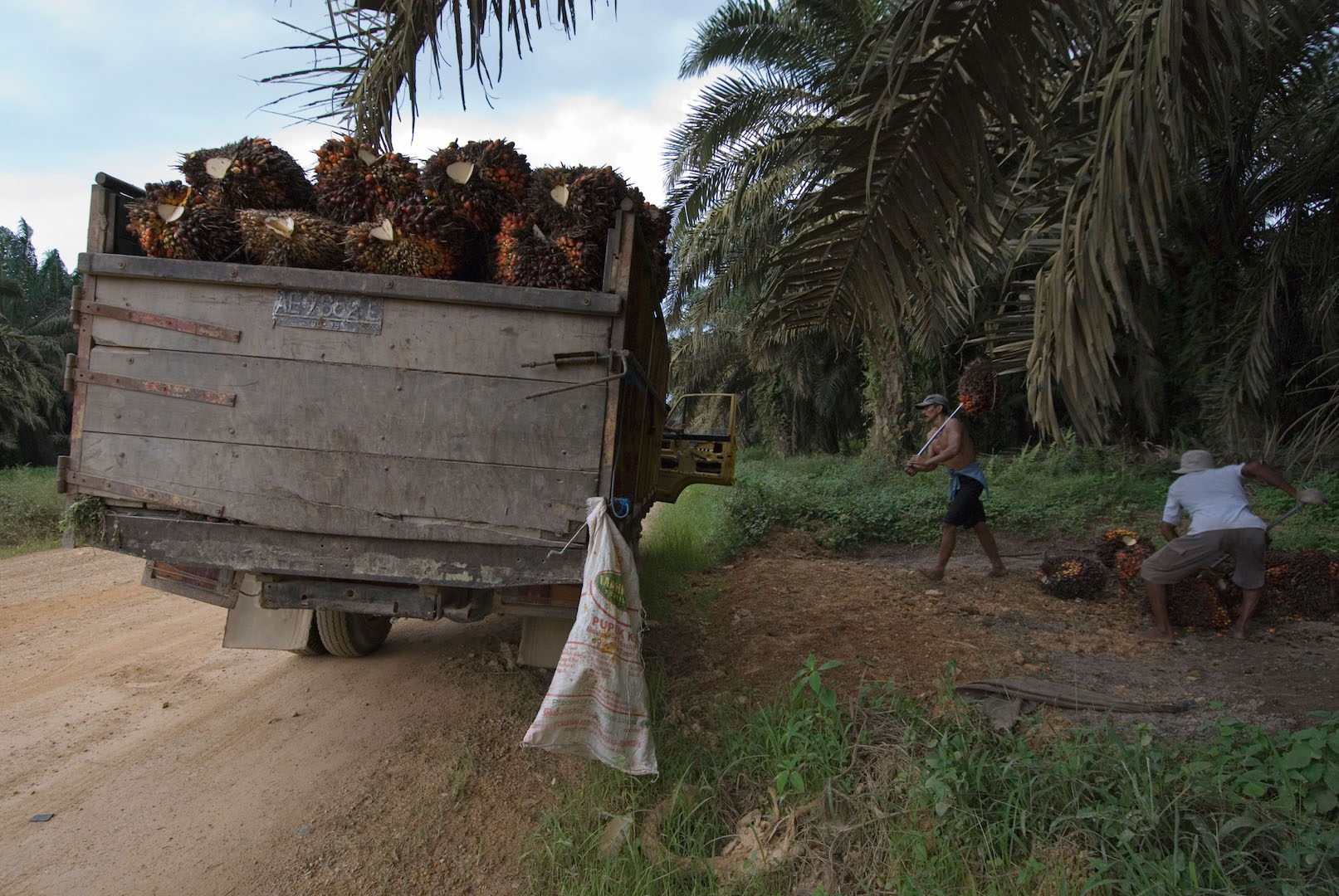 Irregularidades são flagradas na produção de óleo de palma
