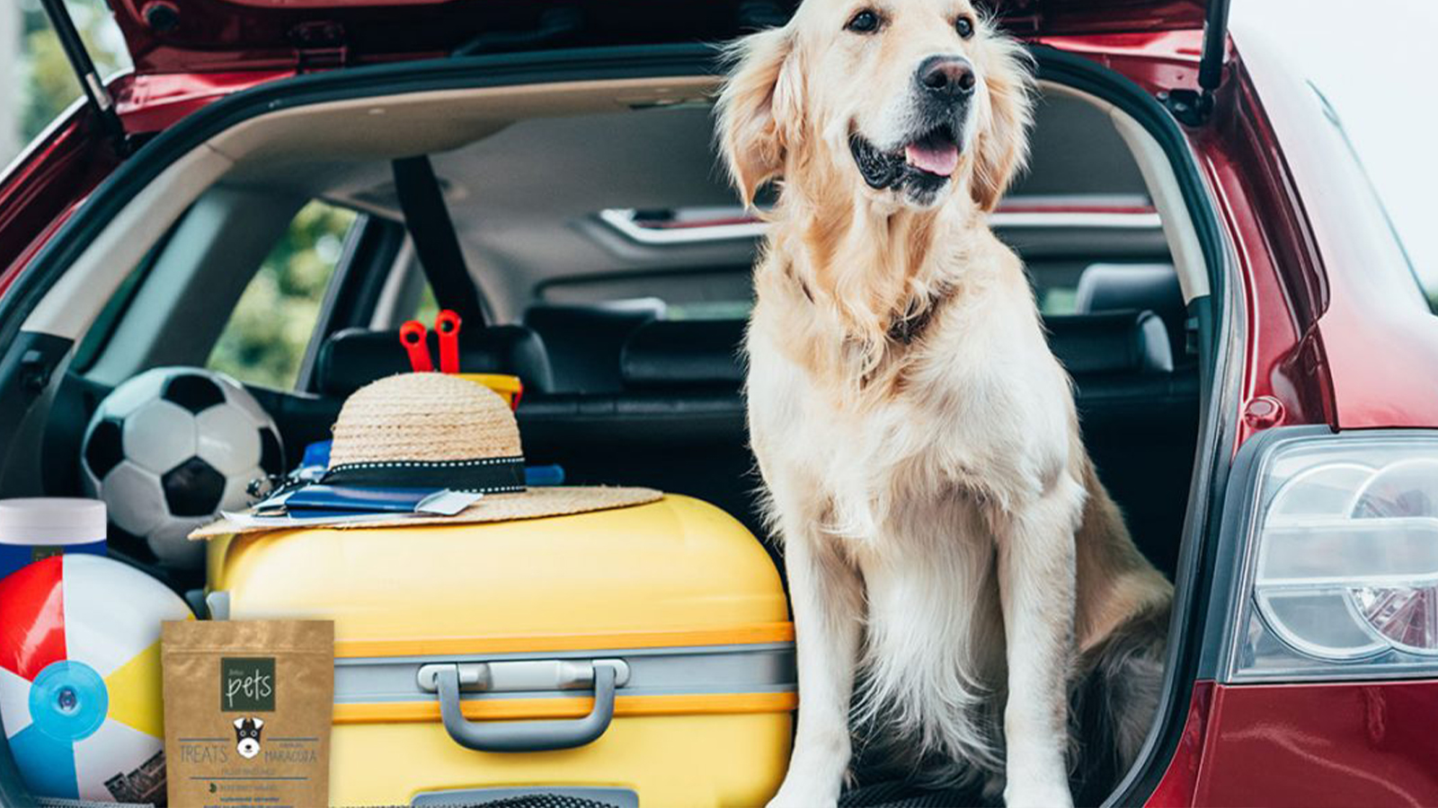 Férias com pets: atenção aos cuidados antes de viajar