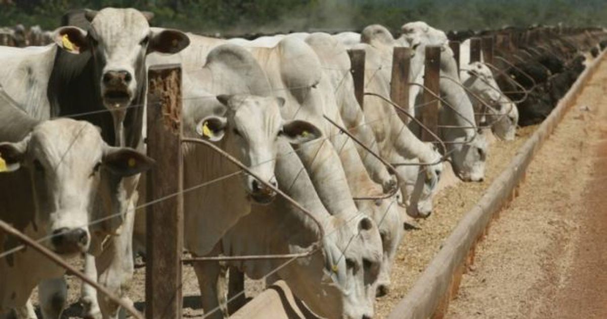Brasil confirma caso de "vaca louca" no Pará e suspende exportação de carne bovina à China. O governo do Pará confirmou um caso