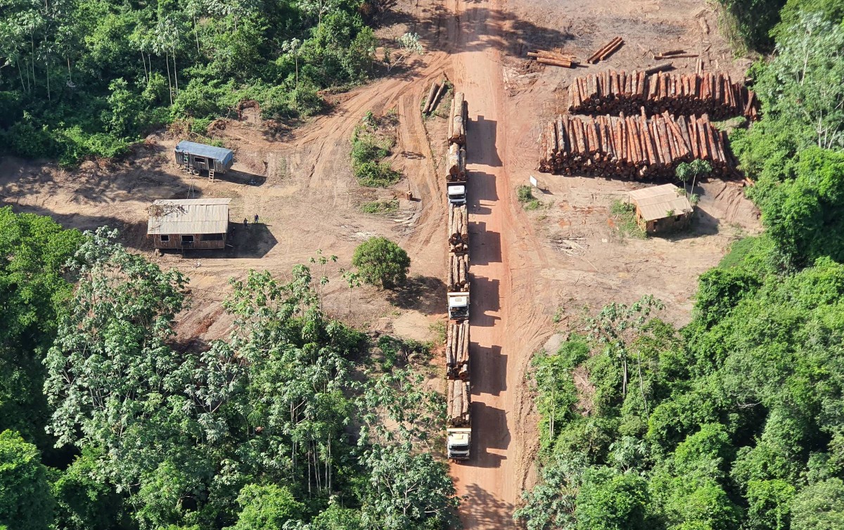 Taxa desmatamento preocupa mesmo com queda de 61%. O primeiro mês de 2023 trouxe um alívio para a maior floresta tropical do planeta.