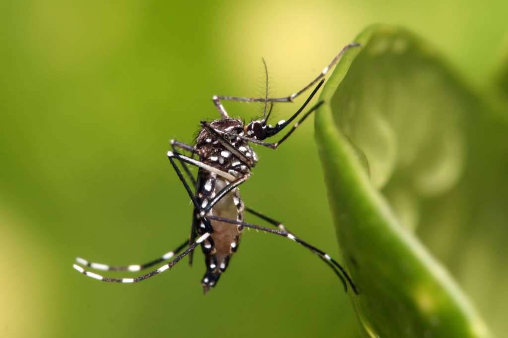 Saiba como ações coletivas podem ajudar no combate à dengue A melhor forma de prevenção da dengue é evitar a proliferação do mosquito
