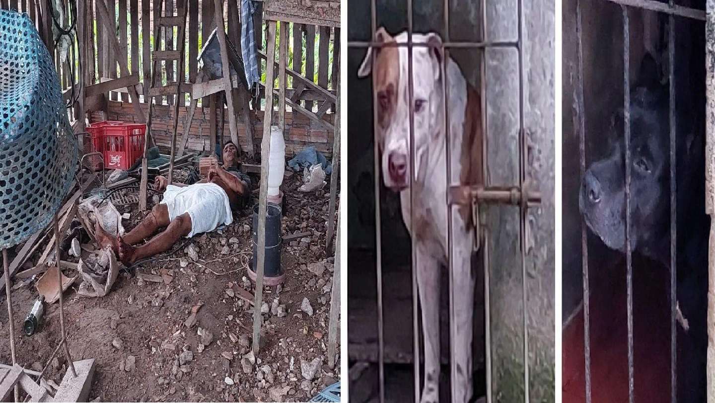 Pitbulls quase matam ladrão que pulou muro de casa para roubar em Bragança Bragança/PA -Um ladrão se deu mal ao tentar roubar uma casa em