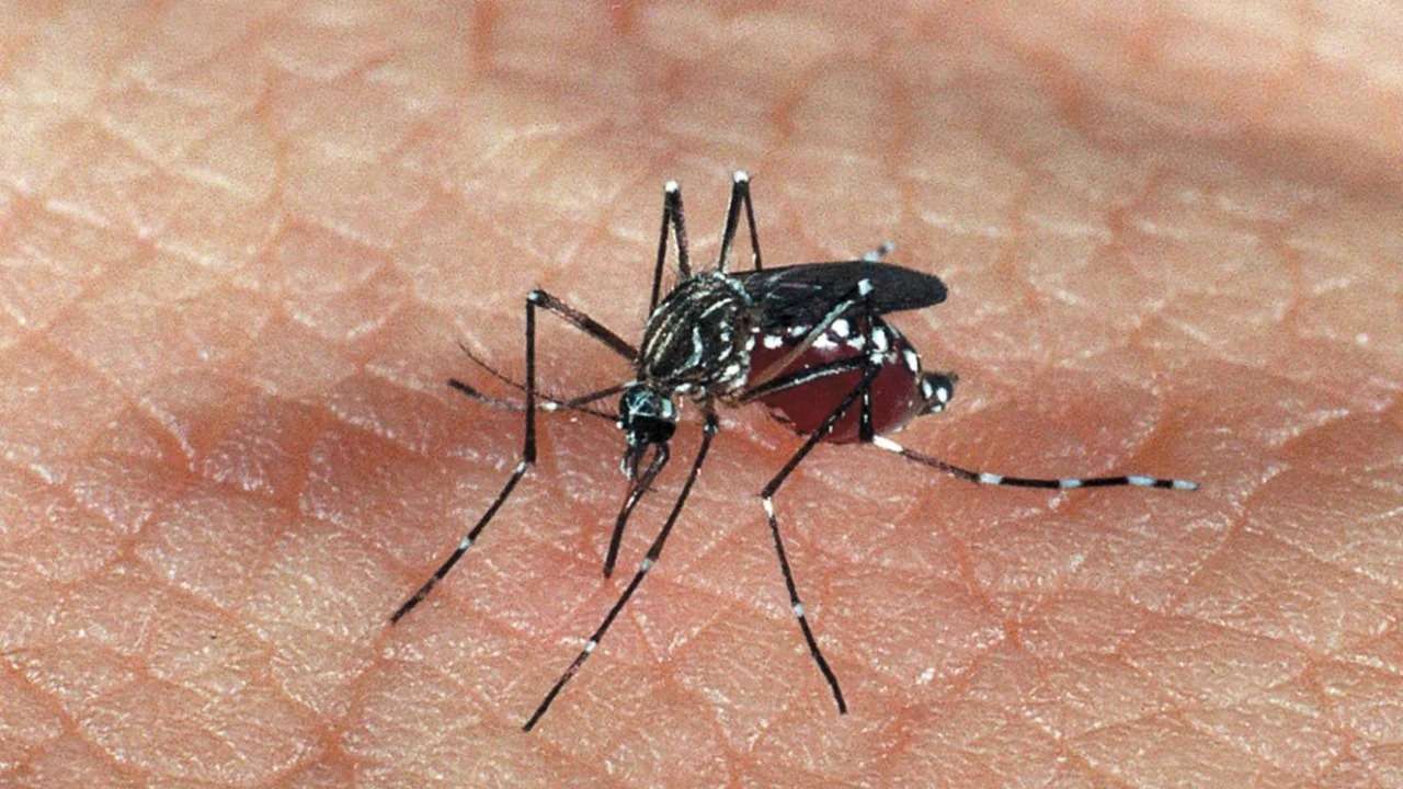 Saúde: Brasil registrou média de 19,7 mil casos de dengue por dia entre 1º de janeiro e 8 de março Desde o início do ano até esse sábado (8)