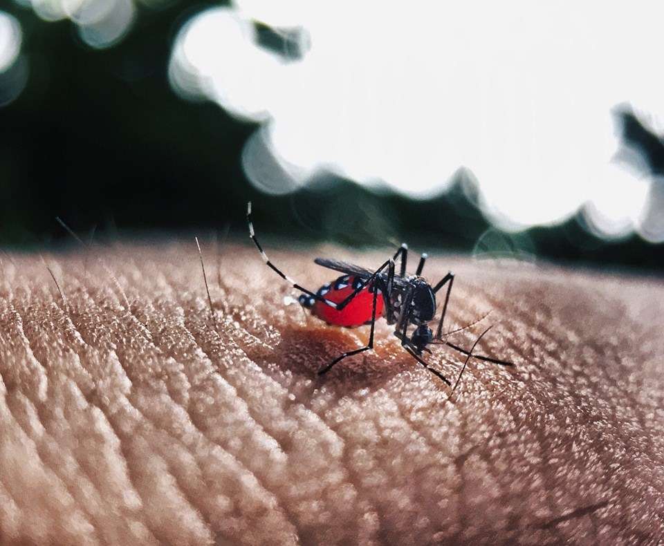 Dengue:o que você precisa saber sobre a doença e qual a situação atual ?Não é apenas a nova onda de casos de Covid-19 que preocupa