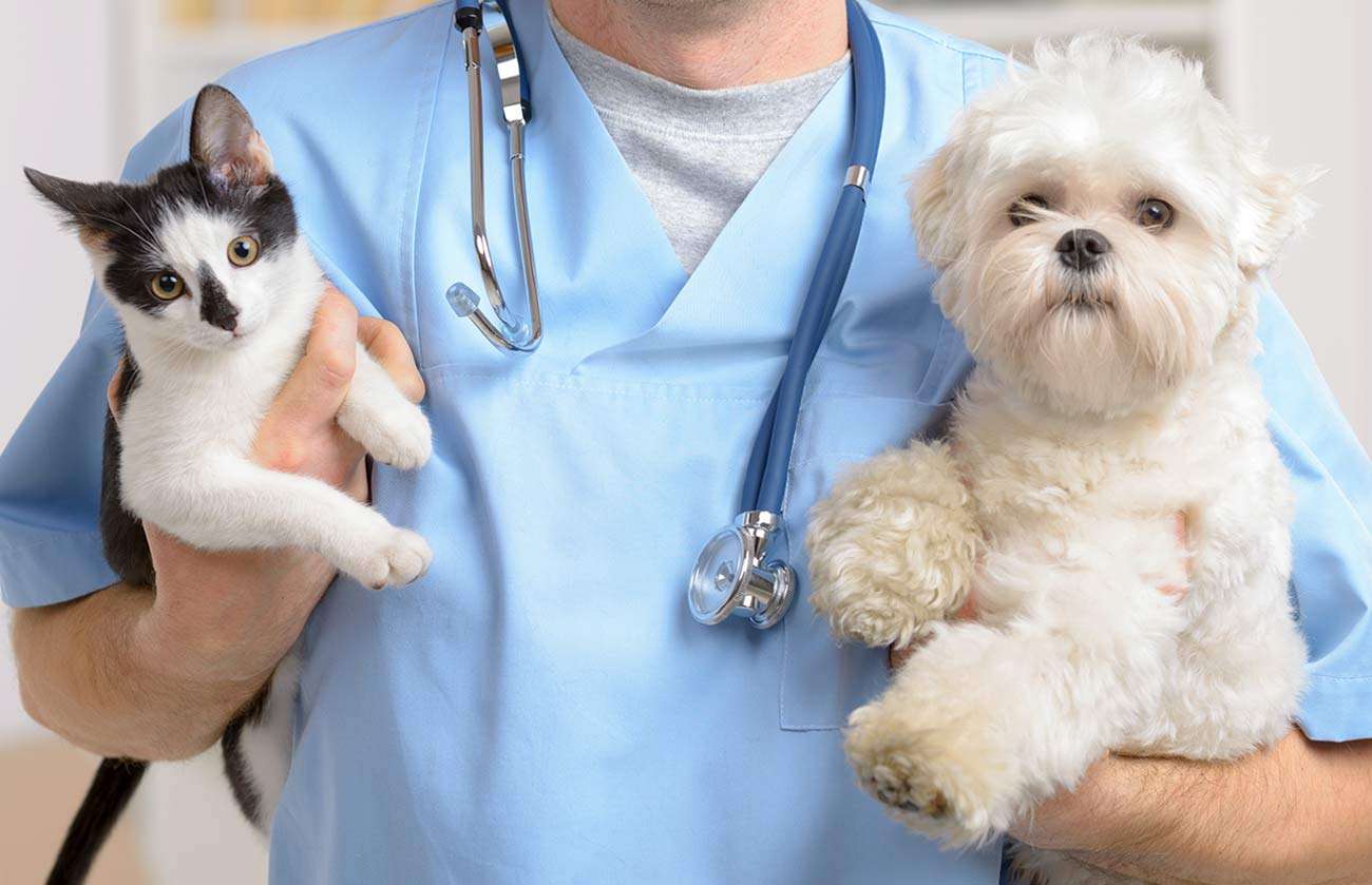 Doenças renais também afetam pets: aprenda a reconhecer sintomas A doença é caracterizada pela incapacidade dos rins de exercerem funções