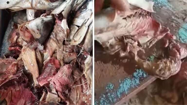 População reclama de peixe doado por prefeitura no MA; Moradores do município de Carutapera, no interior do Maranhão, compartilharam vídeos