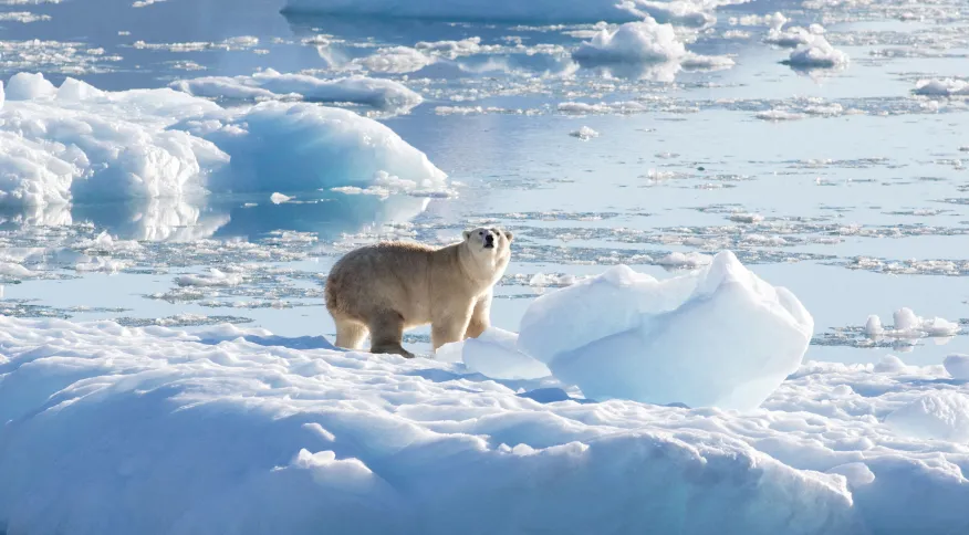 Temperatura global pode ser elevada em 1,5ºC nos próximos cinco anos, segundo a OMM Pela primeira vez, é mais provável que