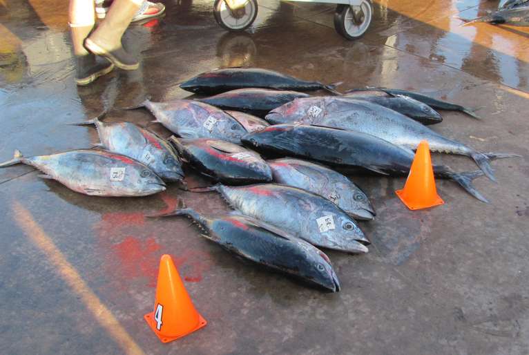 Peixe de seis estados da Amazônia estão contaminados por mercúrio Estudo da Fundação Oswaldo Cruz (Fiocruz) revela que peixes consumidos nos