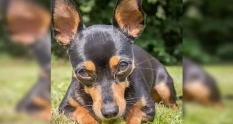 Um Pinscher salvou 4 crianças de um ataque de rottweiler / Um cachorro pinscher morreu depois de defender