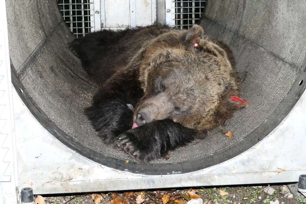 Ursa que matou corredor virou debate entre o governo e a Justiça na Itália/ A Justiça da Itália decidiu não sacrificar uma ursa
