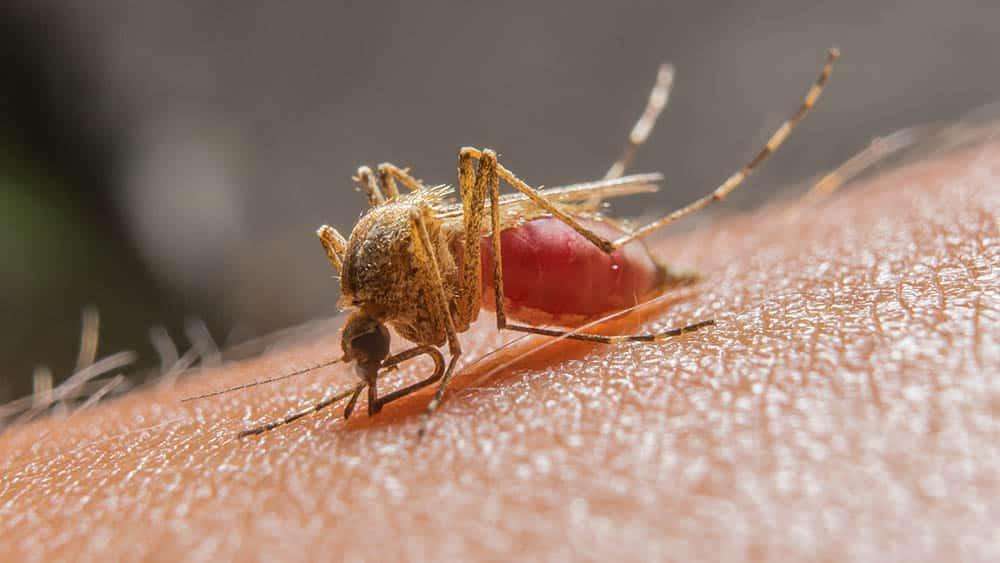 Novo medicamento contra malária é incorporado ao SUS O Ministério da Saúde publicou, nesta terça-feira (6), uma portaria que incorpora