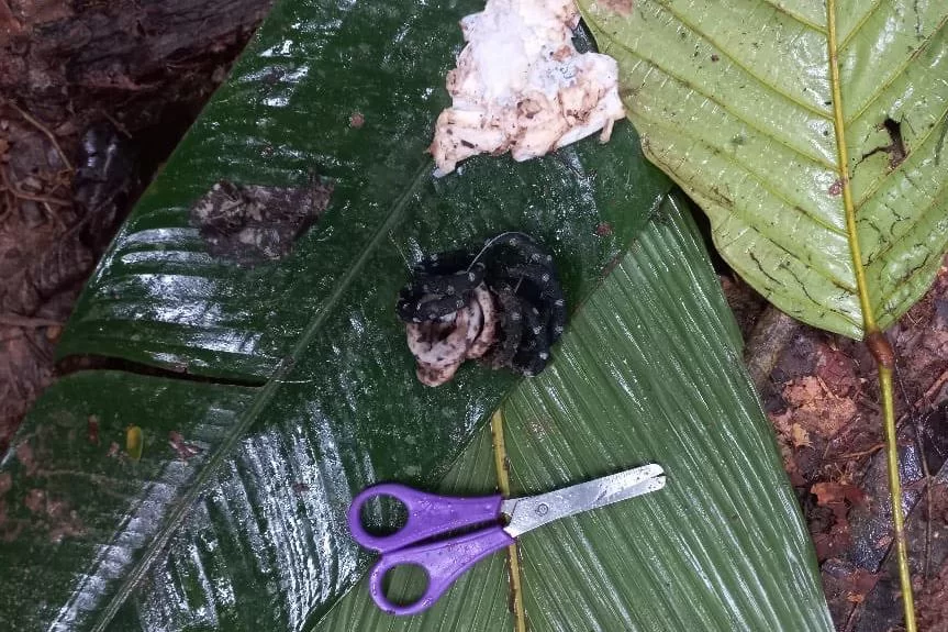 Saiba o que ajudou as forças aéreas a encontrar crianças colombianas / Forças de segurança da Colômbia encontraram na sexta-feira (9/6)