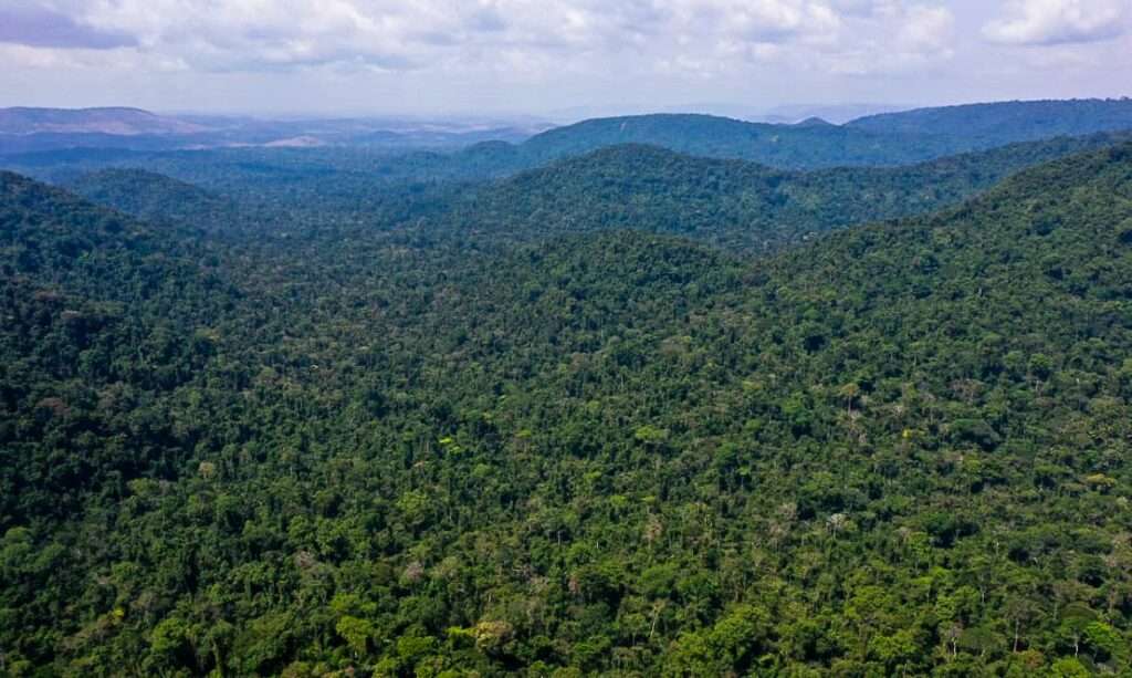 O que fez o desmatamento cair na Amazônia e subir no Cerrado? O desmatamento caiu 31% na Amazônia Legal, no acumulado de janeiro a maio de