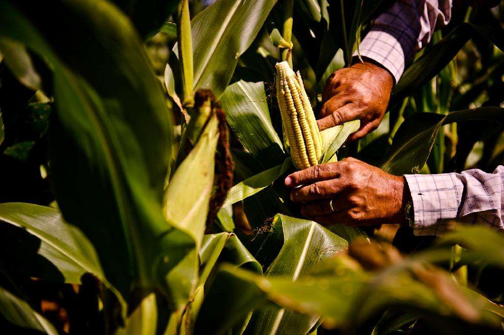 BNDES amplia crédito para agricultura familiar A agricultura familiar passou a ter protagonismo nas linhas de crédito oferecidas pelo Banco